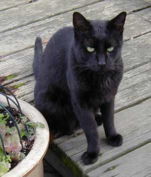 Blackie sitting on the deck next to the catnip, December 2006