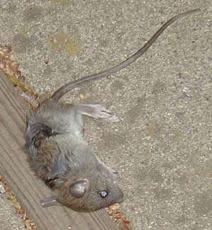 The poor dead mouse lies cold on the concrete slab