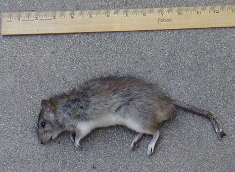 A dead rat