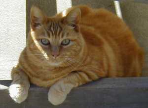 Hobbes naps under the patio glider.