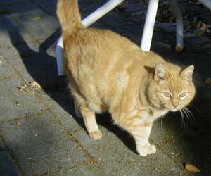 Hobbes the cat, sometime in 2002