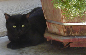 Stumpy lurks behind a planter