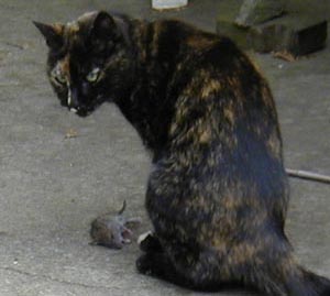 Sydney the cat checks for witnesses