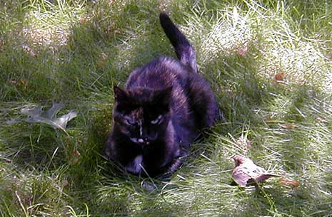 A black cat sitting on a messy lawn